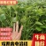 【安心购】红薯苗，脱毒西瓜红苗，高端品种红薯苗
