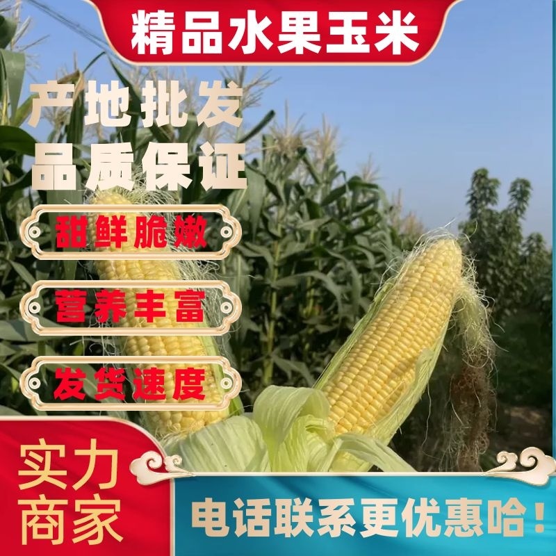 【精品批发】水果玉米🌽个大，皮绿，无虫，质量保证，货源充足