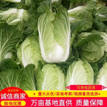 黄心大白菜自产自销货源充足诚信经营可视频看货
