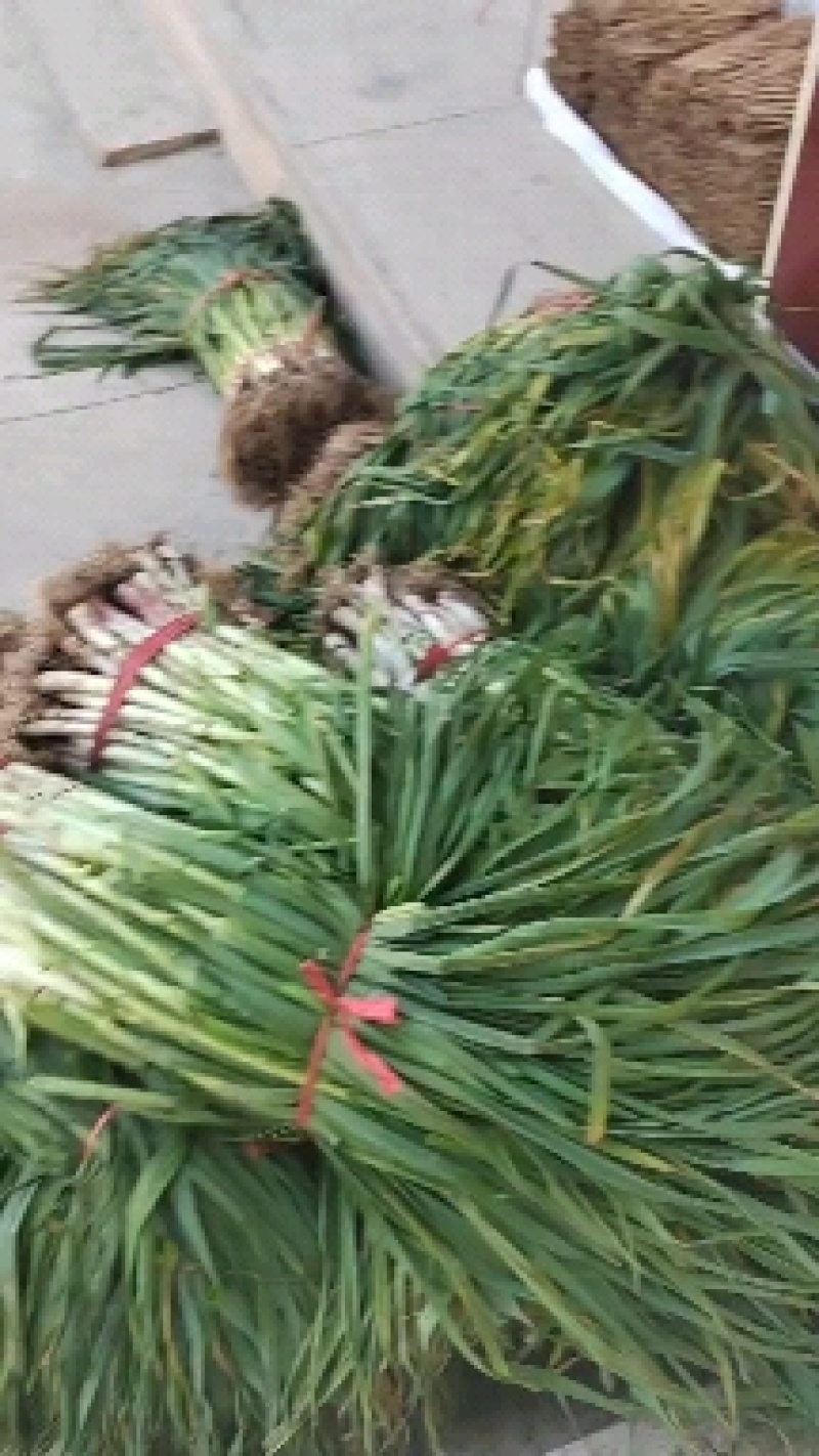漳县蒜苗基地直供品质保障量大优惠提供一站式服务