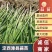 漳县蒜苗基地直供品质保障量大优惠提供一站式服务