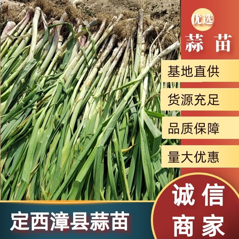 漳县蒜苗基地直供品质保障量大优惠提供一站式服务