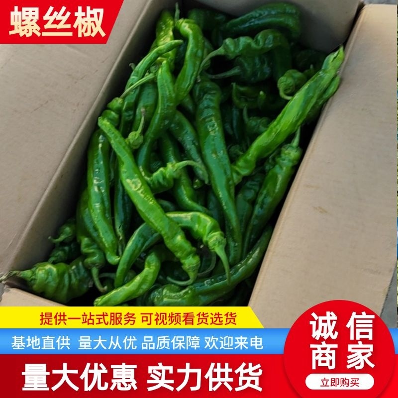 螺丝椒鲜辣椒大量上市产地一手货源品质保障量大优惠