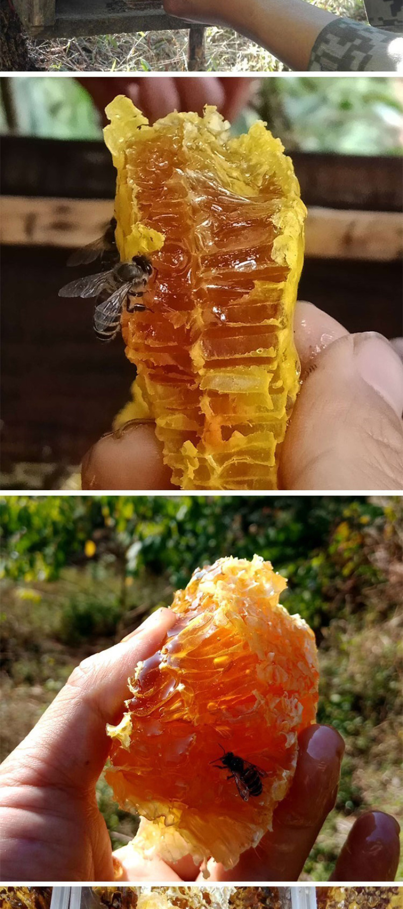 云南德宏土蜂蜜500克野生土蜂蜜桂花蜜槐花蜜樱花蜜龙眼蜜