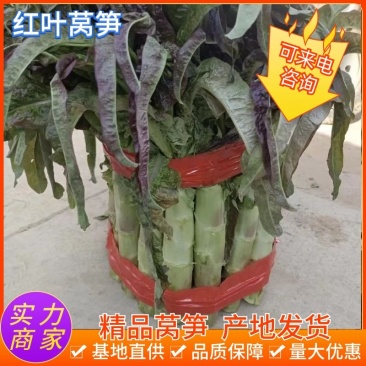 精品红叶香莴笋无空心无裂痕保质保量货好价优欢迎询价