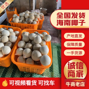 【椰子】海南椰白磨光椰子产地直销规格齐全，质量从优