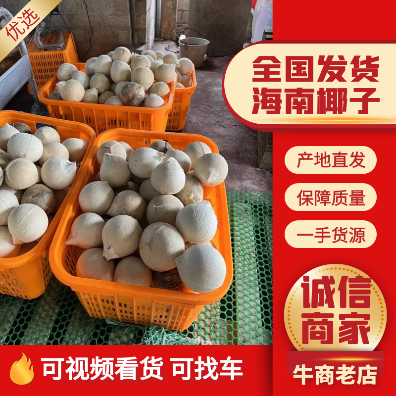 【椰子】海南椰白磨光椰子产地直销规格齐全，质量从优