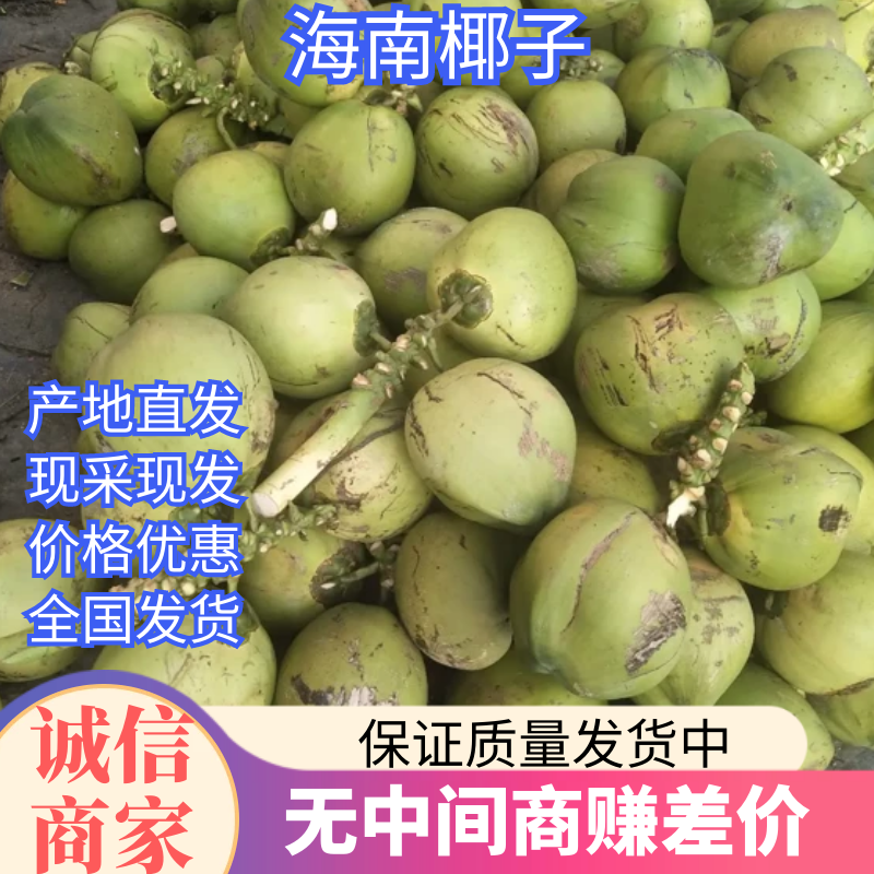 【椰子】海南精品椰子一手货源可视频看货【商超品质】