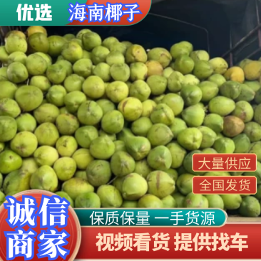 【椰子】正宗海南椰子产地直发量大从优品质保证全国发货