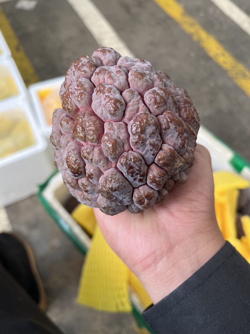 现摘现发/来自祖国大陆最南端的玫瑰红释迦/鲜甜软糯