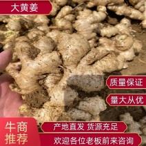 产地优质大黄姜，提供一条龙服务，欢迎各位老板对接