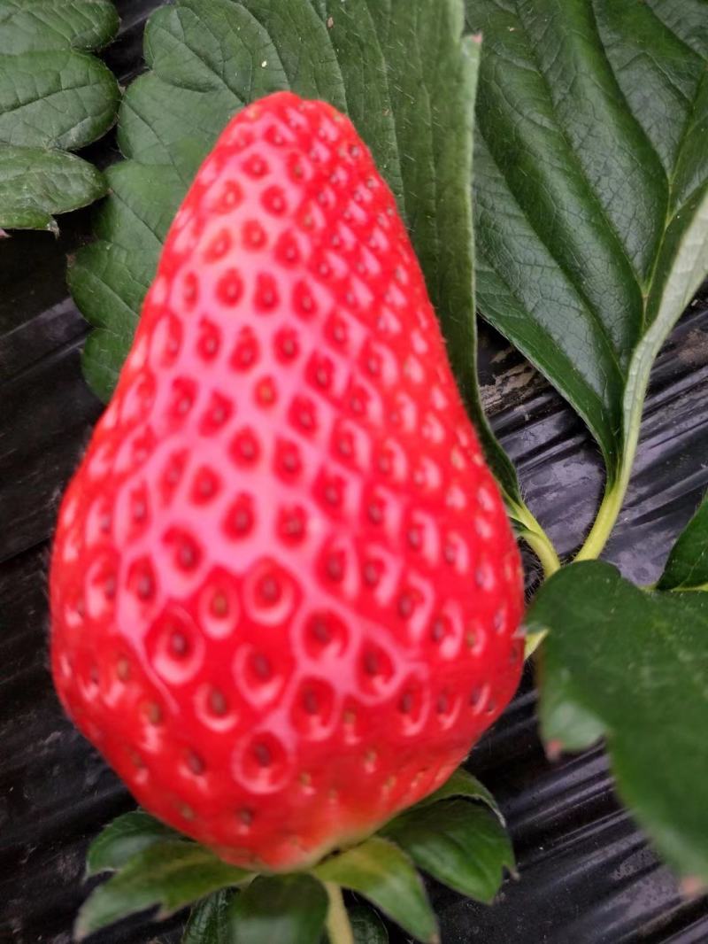 奶油草莓/江苏妙香草莓/纯甜/大量供应批发/产地代办
