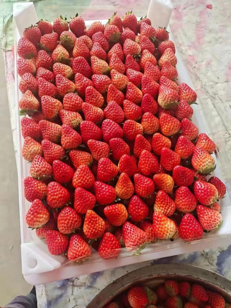 奶油草莓/江苏妙香草莓/纯甜/大量供应批发代办