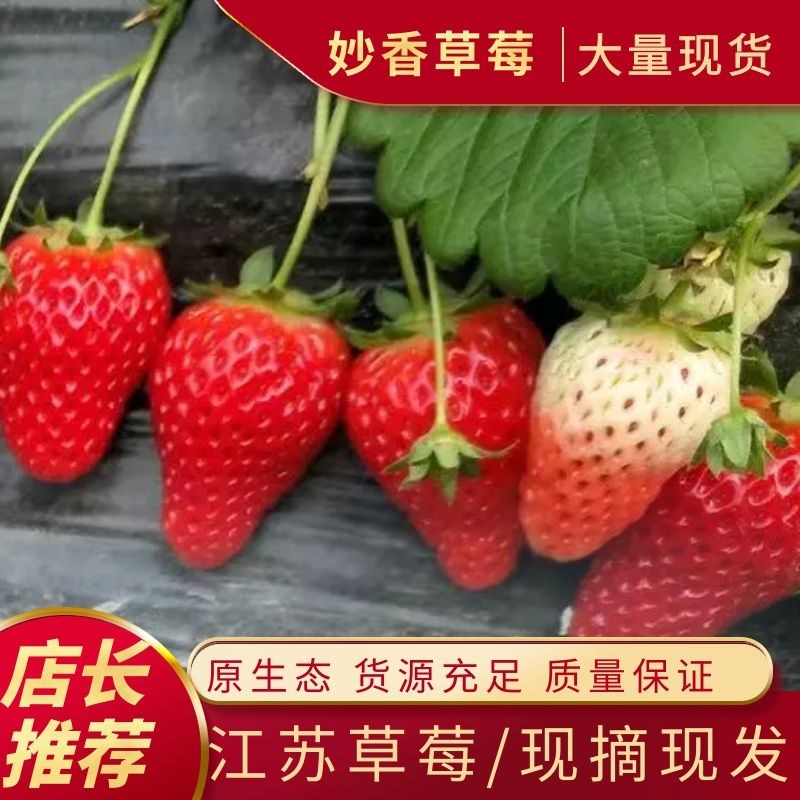 奶油草莓/江苏妙香草莓/纯甜/大量供应批发/产地代办