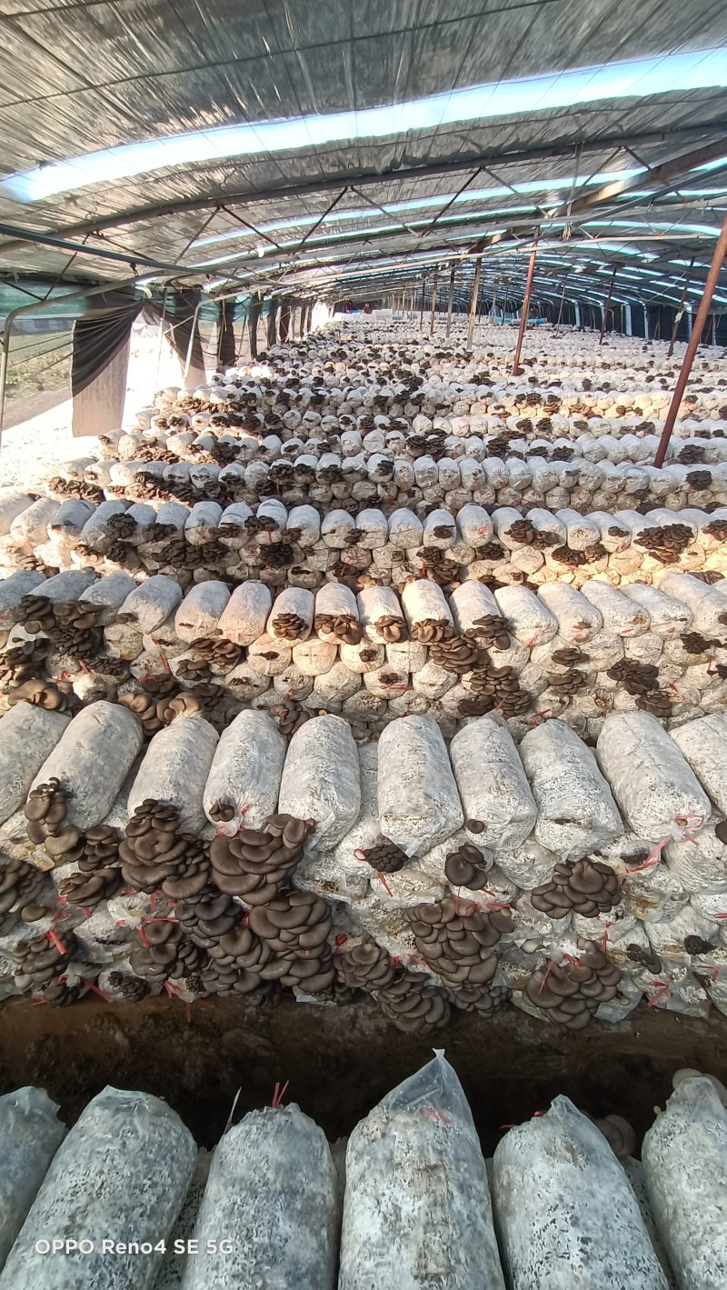 【菌棒】平菇菌棒厂家发货高产抗病包技术包售后供应全国