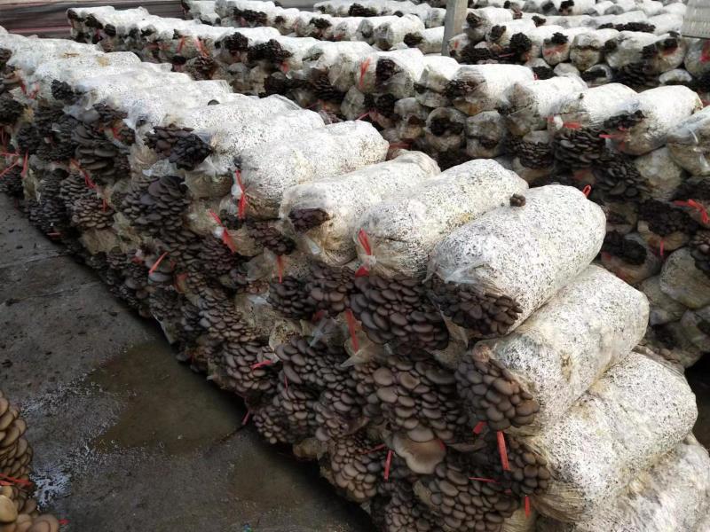 【菌棒】平菇菌棒厂家发货高产抗病包技术包售后供应全国