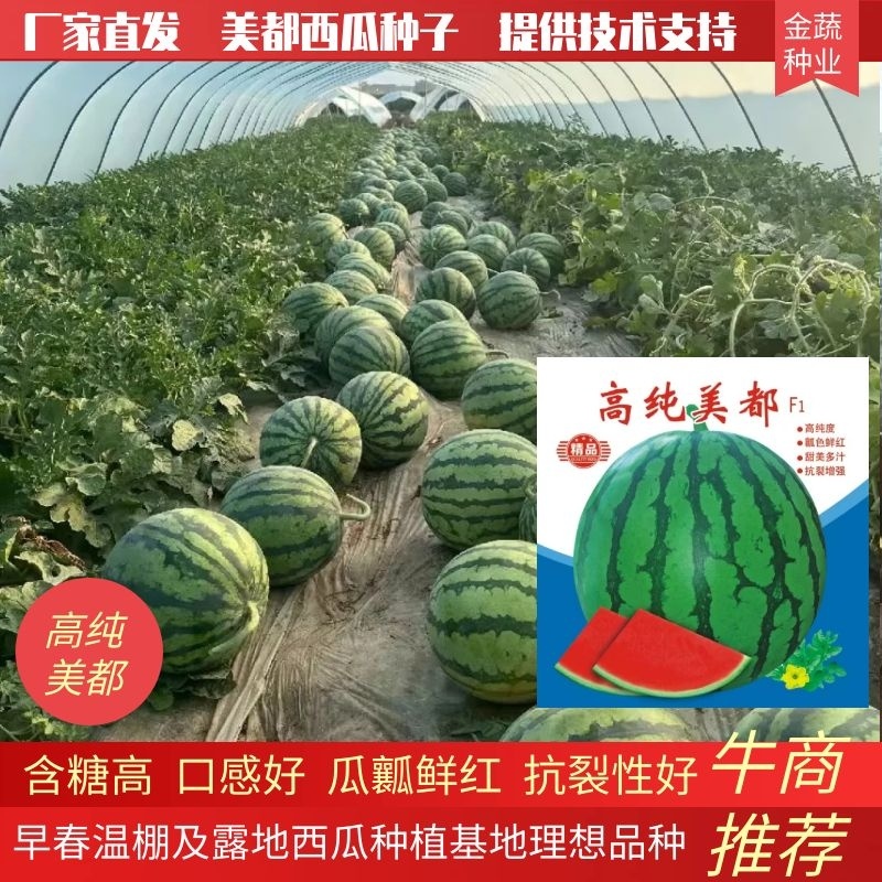 美都种子高纯度含糖高品质好瓤红耐裂个大周正