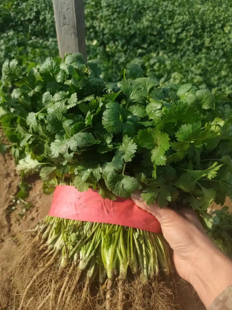 精品大叶香菜20~25厘米产地直供对接商超全国代发