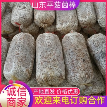 【菌棒】平菇菌棒厂家发货高产抗病包技术包售后供应全国