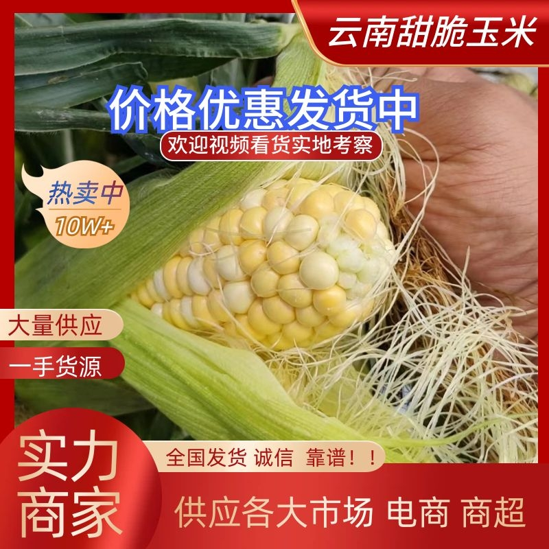 云南甜脆玉米甜包谷双色玉米货源充足产地直发