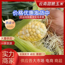 云南甜玉米甜脆玉米产地直发货源充足稳定，欢迎选购