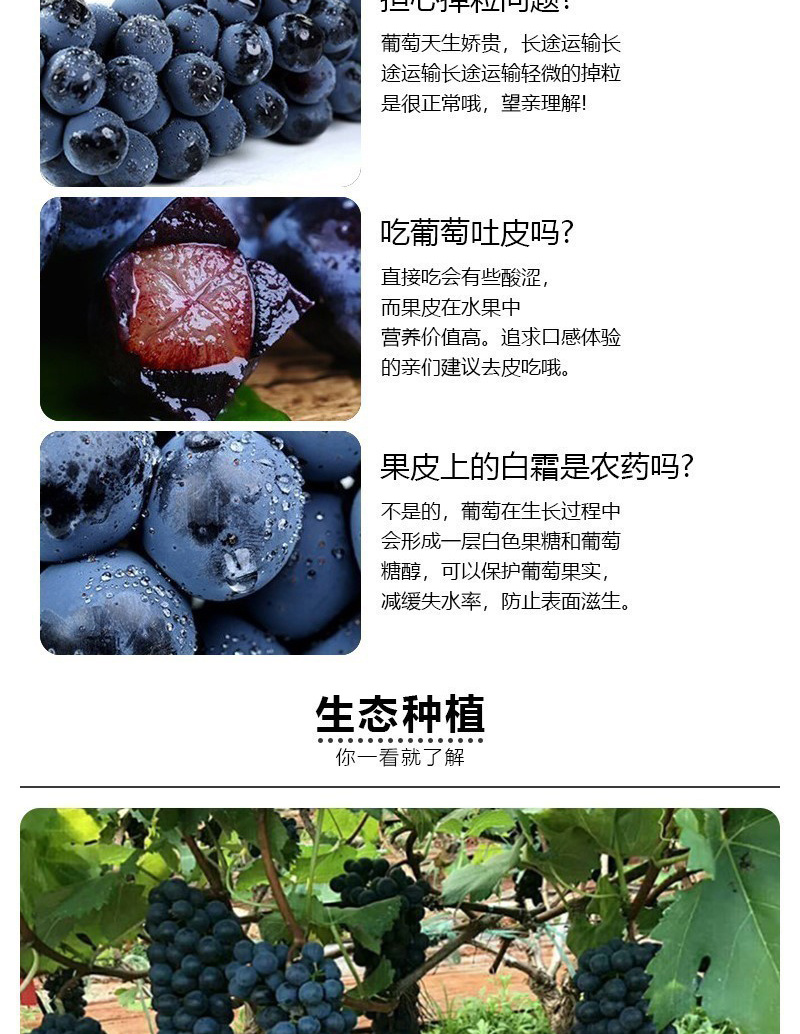 云南夏黑无籽葡萄当季无核黑提子孕妇坏果赔付黑加仑新鲜水果