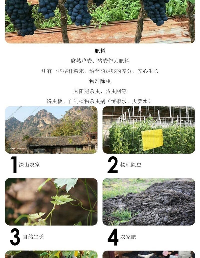 云南夏黑无籽葡萄当季无核黑提子孕妇坏果赔付黑加仑新鲜水果