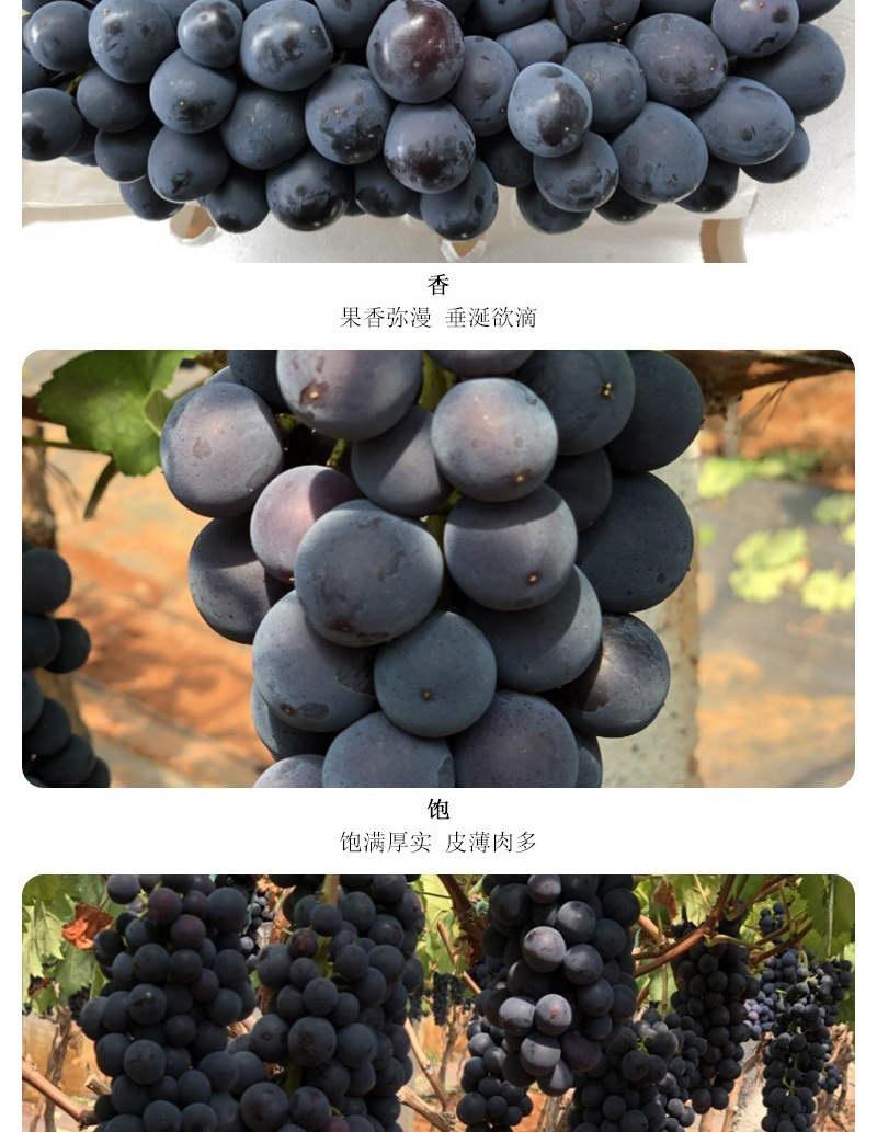 云南夏黑无籽葡萄当季无核黑提子孕妇坏果赔付黑加仑新鲜水果