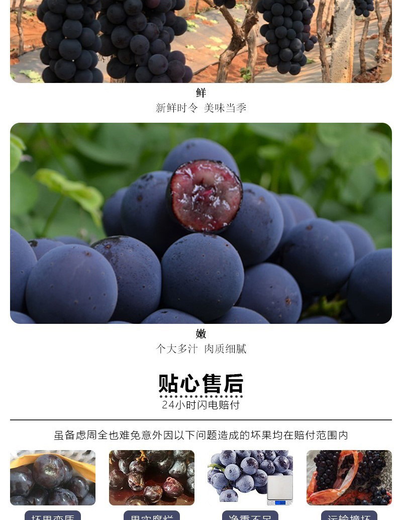 云南夏黑无籽葡萄当季无核黑提子孕妇坏果赔付黑加仑新鲜水果