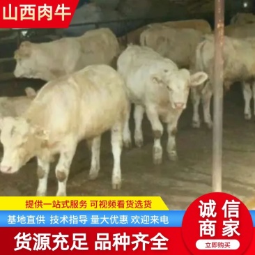 肉牛200~300斤山西肉牛养殖场货量充足来电