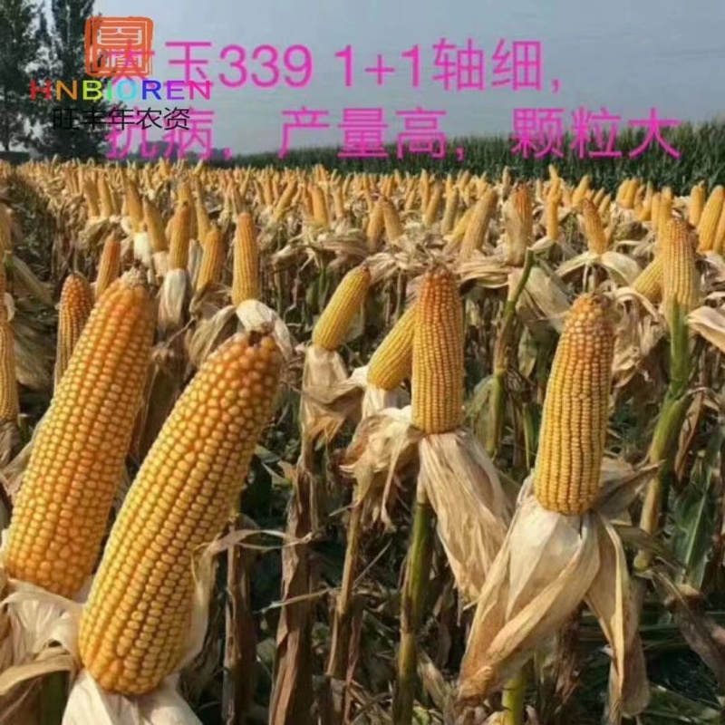 太玉339升级版玉米种子轴细粒深抗病害丰产性好玉