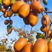金珠果莎梨王正在装货中客户自动上门找货源准备装车走货