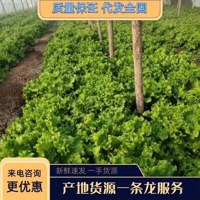 【特选】散叶生菜产地直发一手货源一条龙服务欢迎合