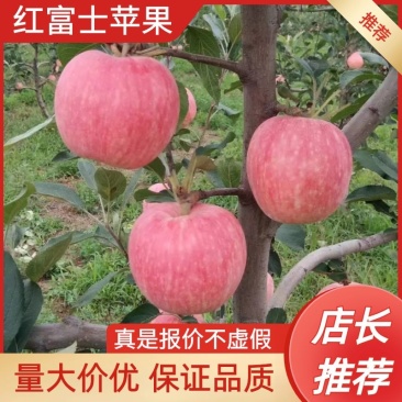 秦阳，嘎啦苹果大量上市中，个大色好条红片红