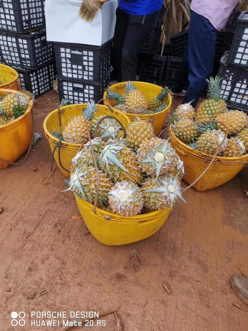 【菠萝】正宗徐闻菠萝产地直发品质保证对接全国欢迎咨询
