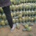 【菠萝】正宗徐闻菠萝产地直发品质保证对接全国欢迎咨询