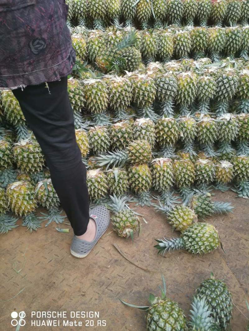 【菠萝】正宗徐闻菠萝产地直发品质保证对接全国欢迎咨询