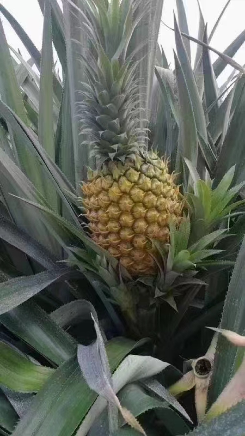 【菠萝】正宗徐闻菠萝产地直发品质保证对接全国欢迎咨询