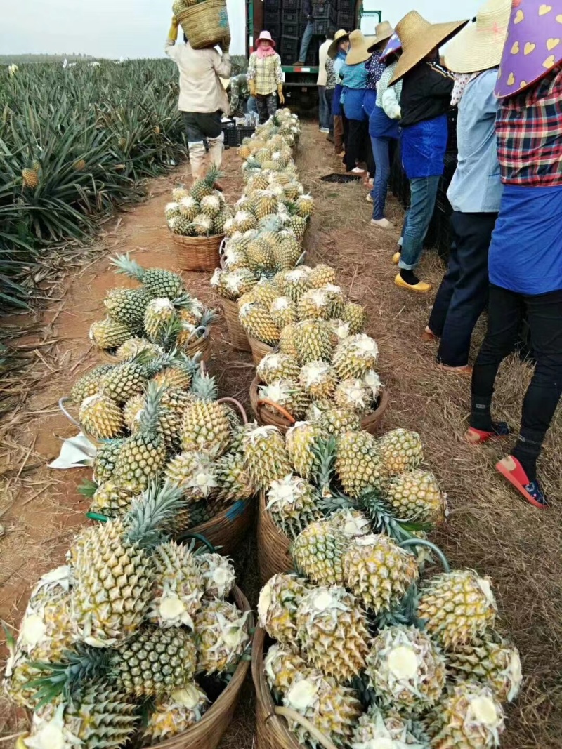 【菠萝】正宗徐闻菠萝产地直发品质保证对接全国欢迎咨询