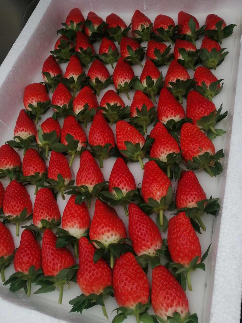 【草莓山东】山东甜宝草莓看货包吃住质优价廉量大从优