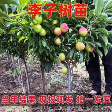 李子苗蜂糖李树苗蜂糖李子苗一手货源视频看货