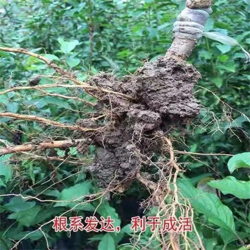 李子苗蜂糖李树苗蜂糖李子苗一手货源视频看货