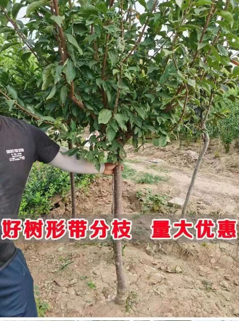 李子苗蜂糖李树苗蜂糖李子苗一手货源视频看货