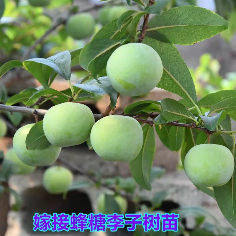 李子苗蜂糖李树苗蜂糖李子苗一手货源视频看货