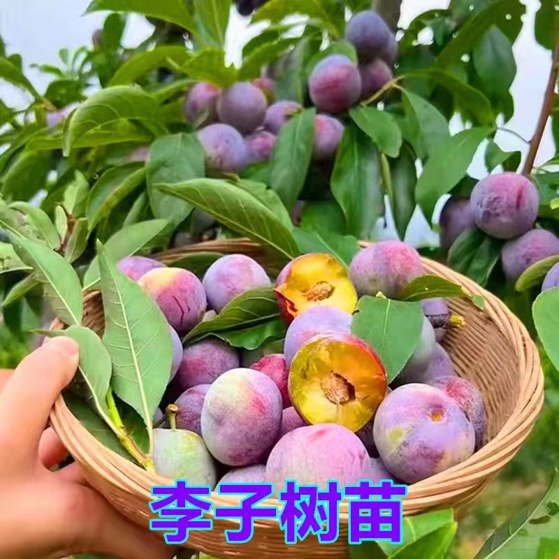 李子苗蜂糖李树苗蜂糖李子苗一手货源视频看货