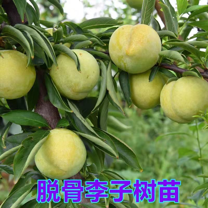 李子苗蜂糖李树苗蜂糖李子苗一手货源视频看货