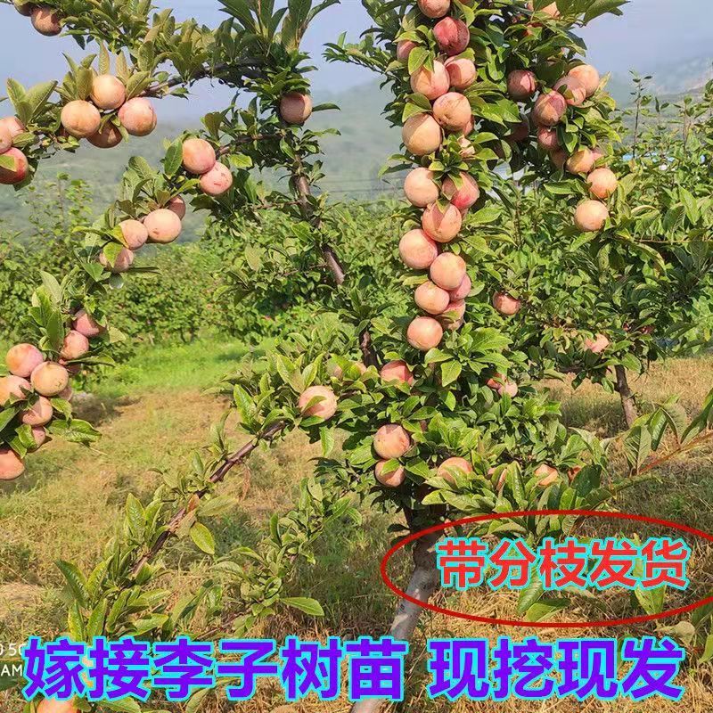 李子苗蜂糖李树苗蜂糖李子苗一手货源视频看货