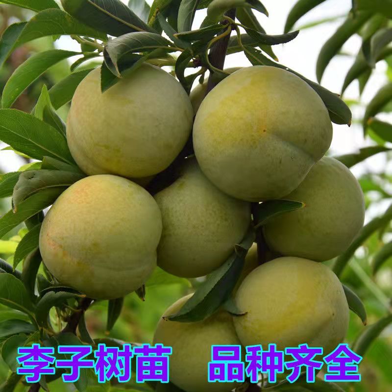 李子苗蜂糖李树苗蜂糖李子苗一手货源视频看货