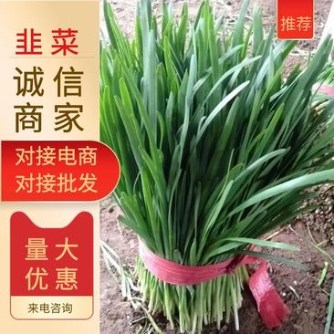 河北省唐山市乐亭县有几千亩地韭菜，质量好，根粗，颜色绿，
