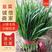 河北省唐山市乐亭县有几千亩地韭菜，质量好，根粗，颜色绿，